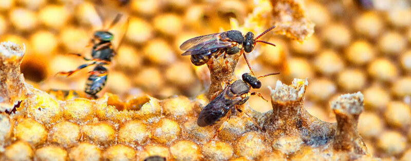 Uso de veneno pode ser limitado na lavoura para preservar abelhas