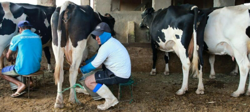 CCJ aprova proteção aos produtores de leite do Paraná