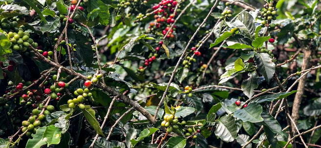 Conab estima produção de 51,8 milhões de sacas de café este ano